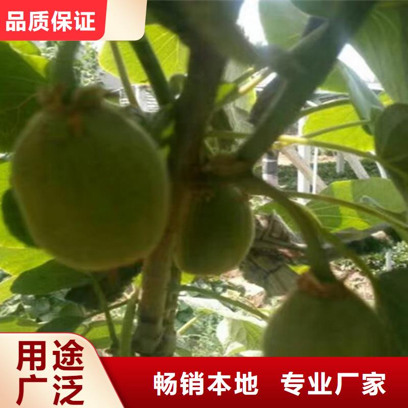 猕猴桃-苹果苗值得买本地供应商
