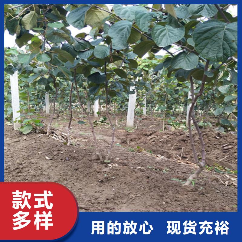猕猴桃桃树苗精品选购当地生产厂家
