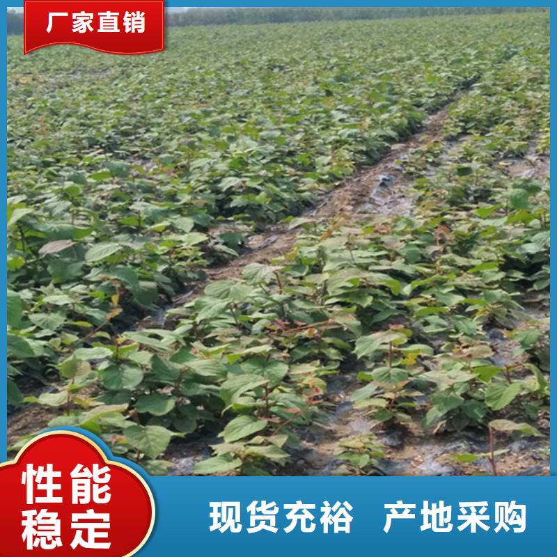 猕猴桃苹果苗本地厂家值得信赖同城厂家