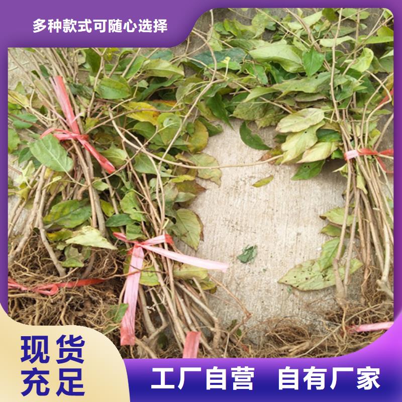 猕猴桃苹果苗物流配送细节展示