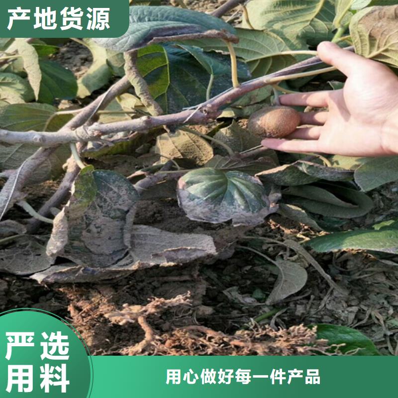 【猕猴桃】_苹果苗销售的是诚信同城经销商