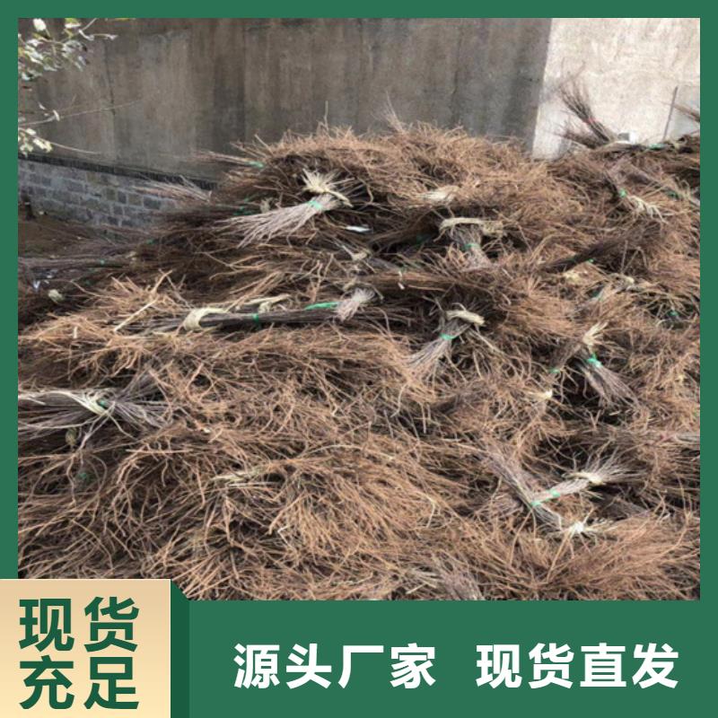 猕猴桃奶油草莓品质服务客户信赖的厂家
