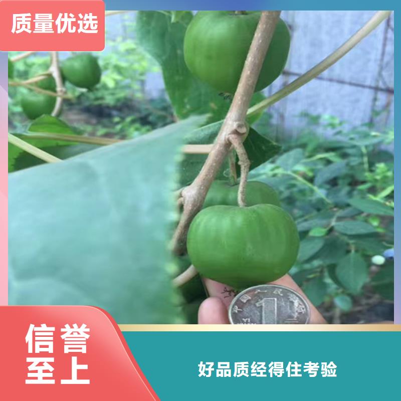 【猕猴桃】板栗苗支持加工定制厂家直销