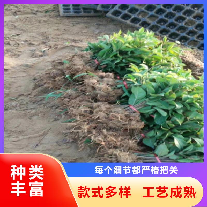 【猕猴桃,樱桃苗专业生产品质保证】用心做好细节