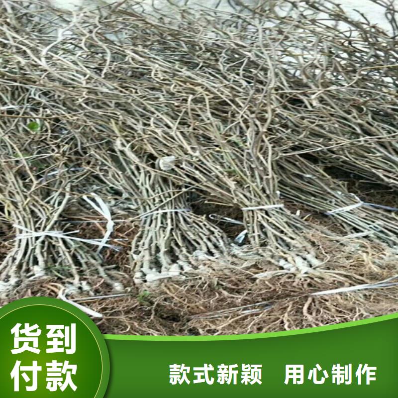 【猕猴桃】石榴树好厂家有担当专业生产品质保证