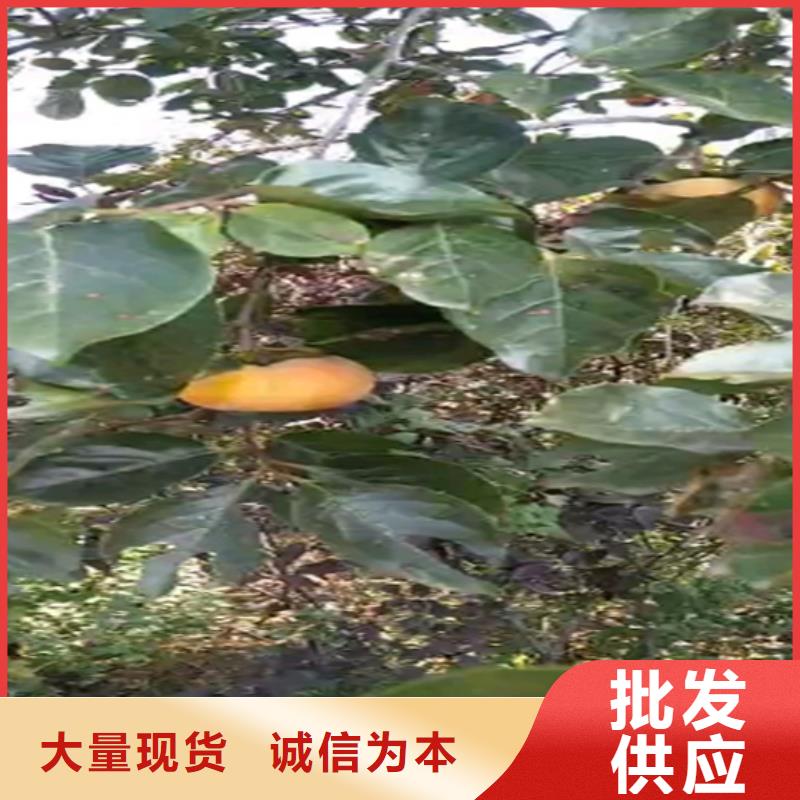 柿子苹果苗生产加工本地公司