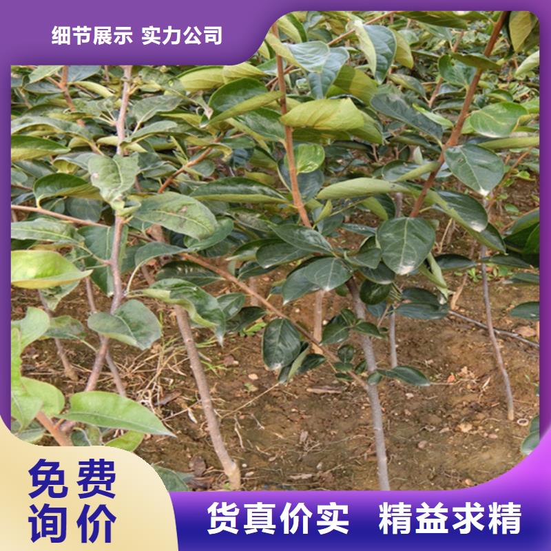 柿子-北美冬青精心选材当地制造商