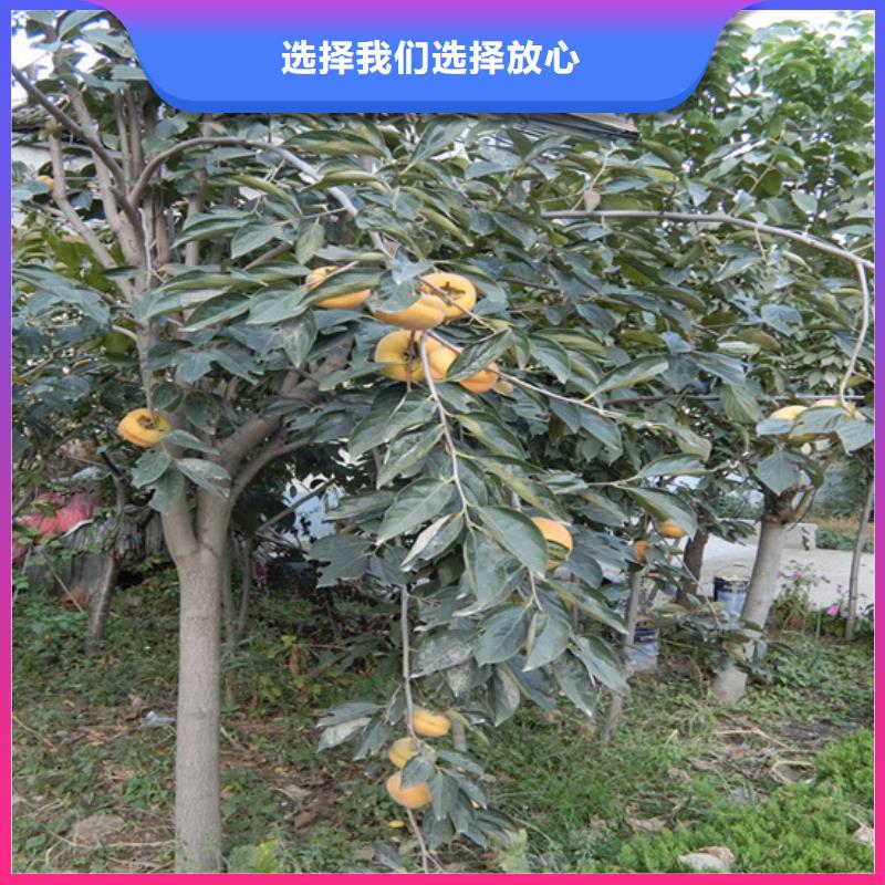​柿子,【板栗苗】现货批发精挑细选好货