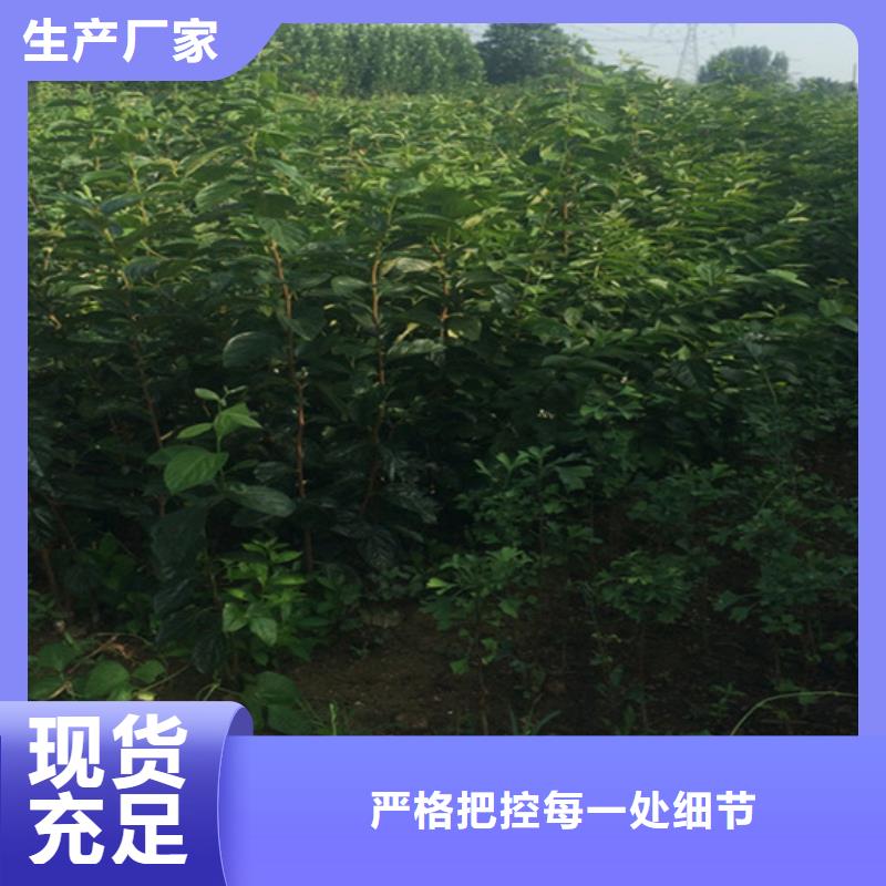 柿子_桃树苗价格实惠实力厂家