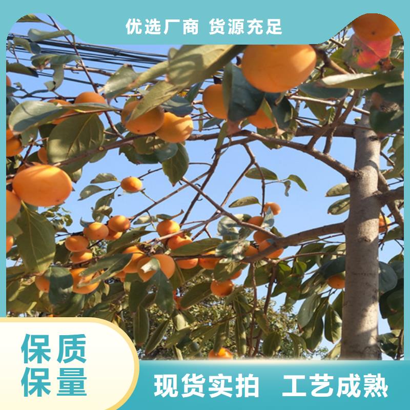 柿子梨树苗精益求精当地供应商