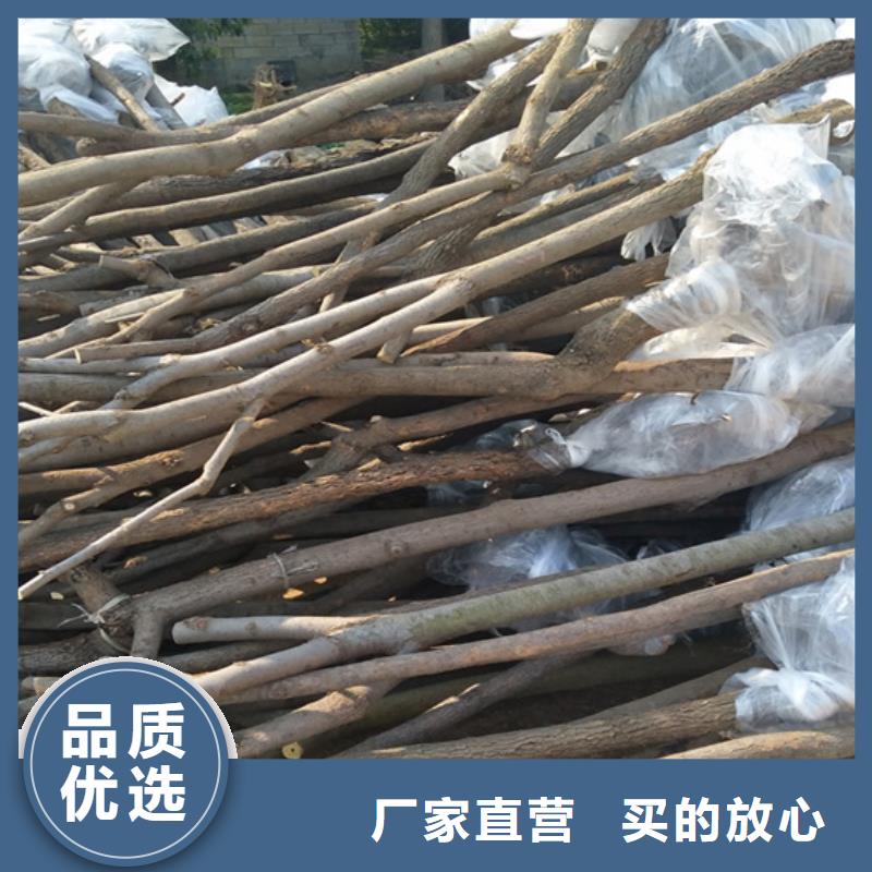 【柿子蓝莓苗合作共赢】本地品牌