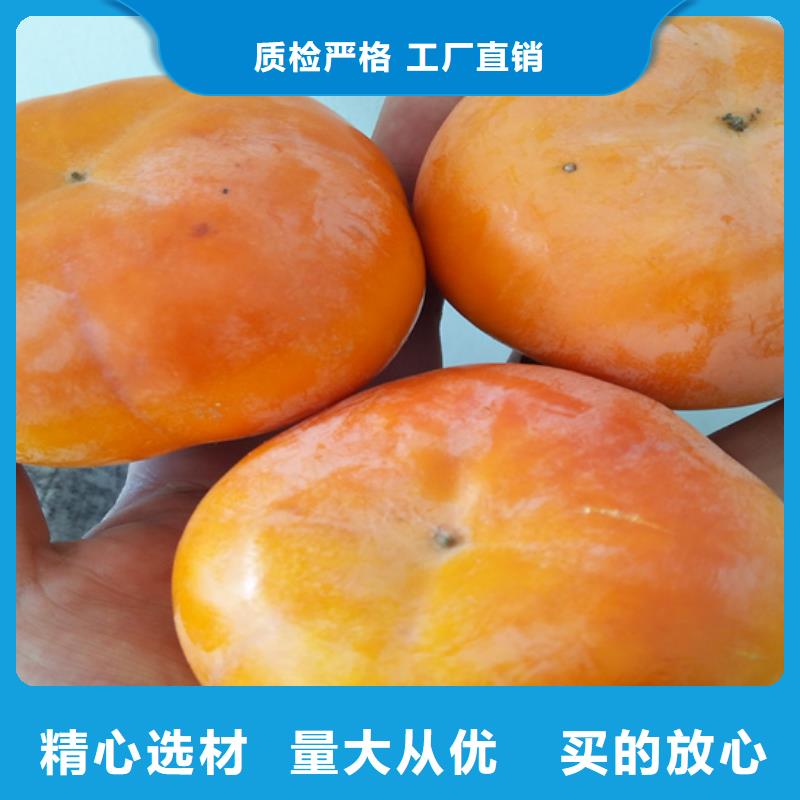 柿子樱桃苗优选厂商专业生产设备
