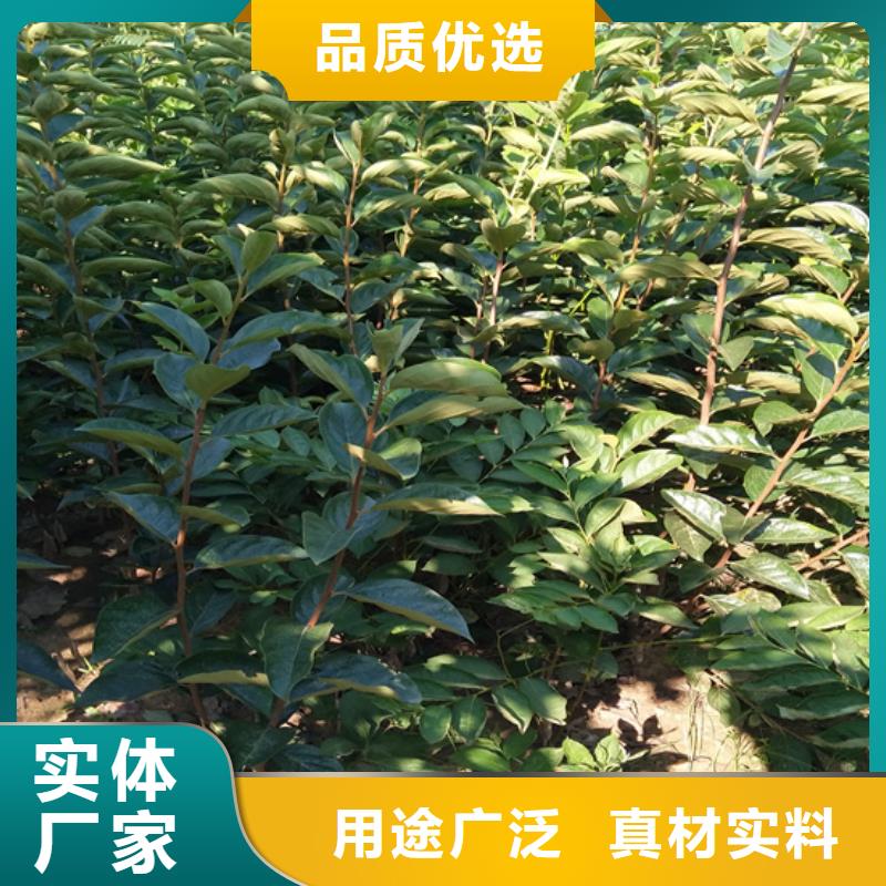 柿子苹果苗用品质说话客户满意度高