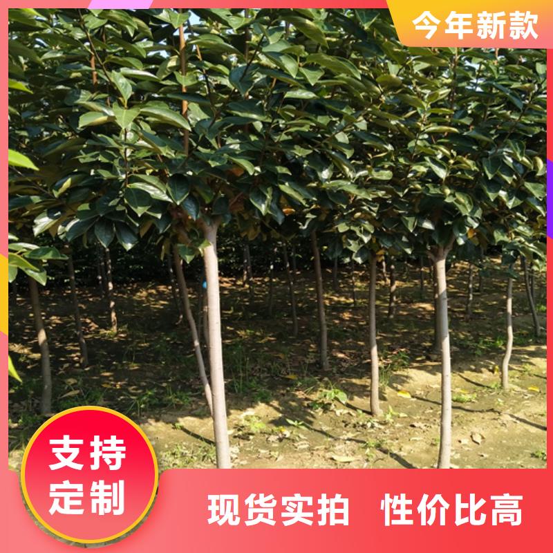 柿子石榴树发货及时同城供应商