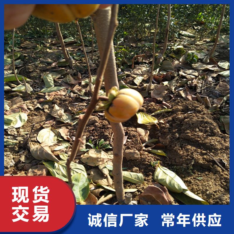 柿子_板栗苗厂家十分靠谱精心打造