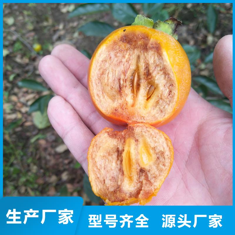柿子无花果苗供应采购同城厂家