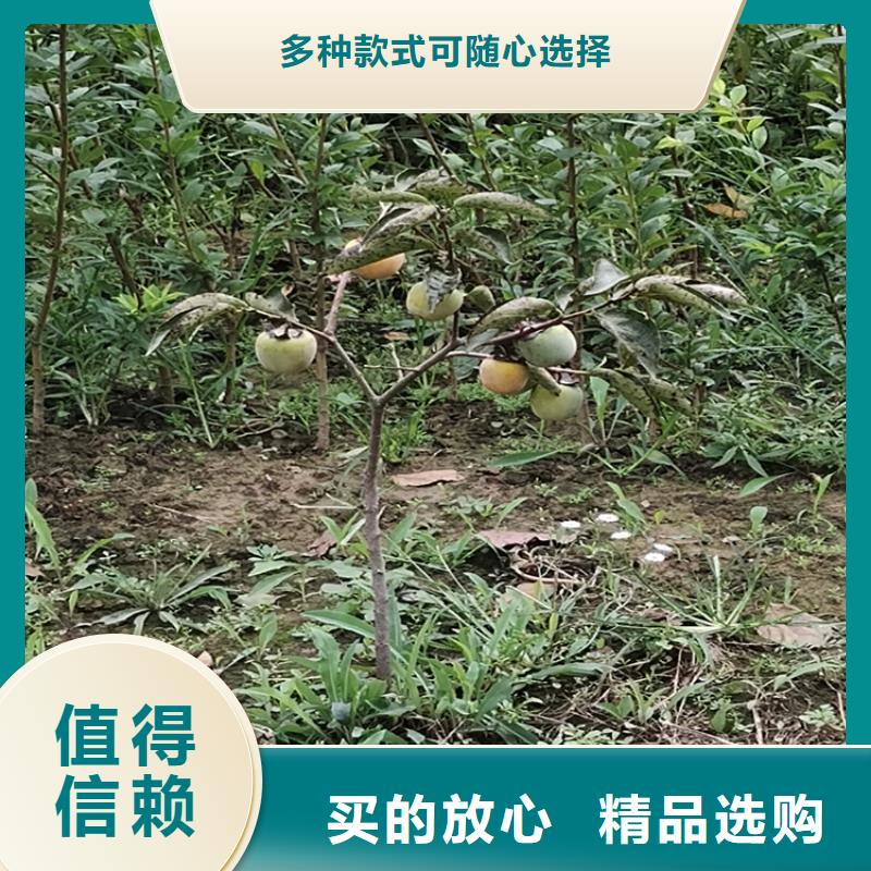 【柿子桃树苗做工细致】本地生产商