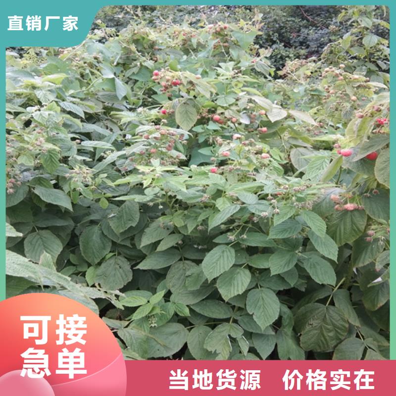 树莓花椒苗厂家直销放心产地批发