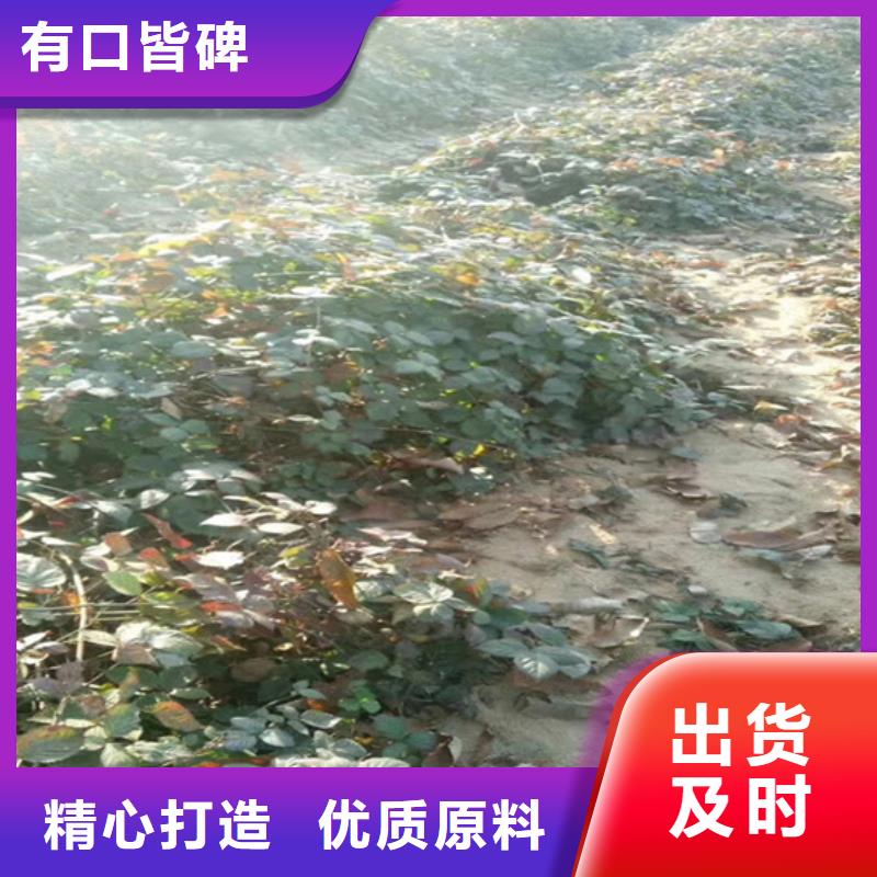 ​树莓樱桃苗性能稳定厂家销售