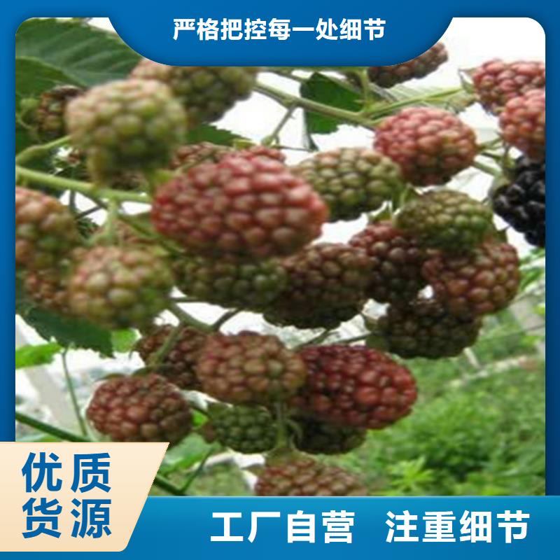 树莓【猕猴桃苗】工艺成熟加工定制