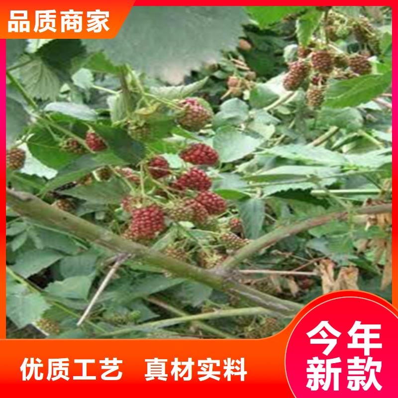 【树莓_苹果苗经验丰富质量放心】高质量高信誉