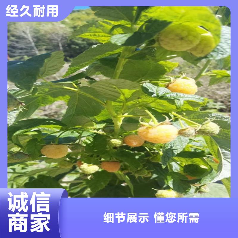 树莓,【苹果苗】品质做服务优质材料厂家直销