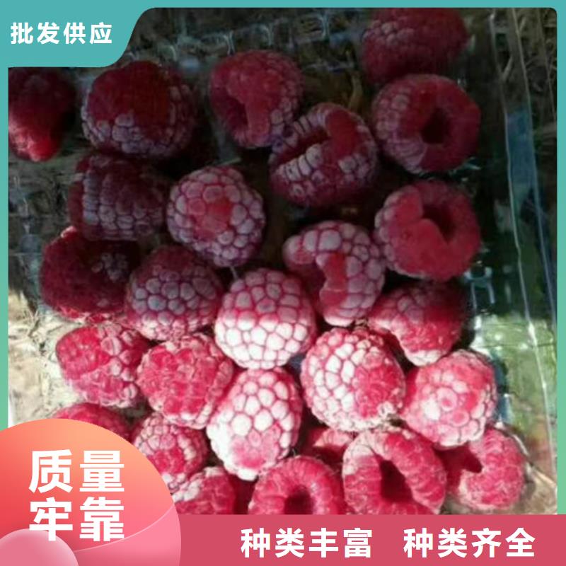 树莓樱桃苗实力工厂可接急单