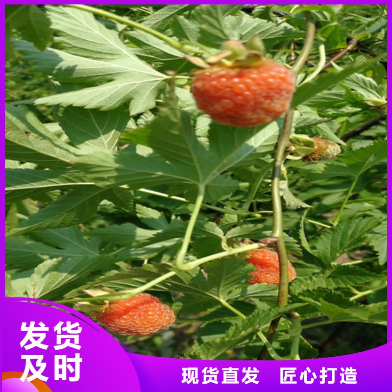 树莓苹果苗产地批发欢迎来厂考察