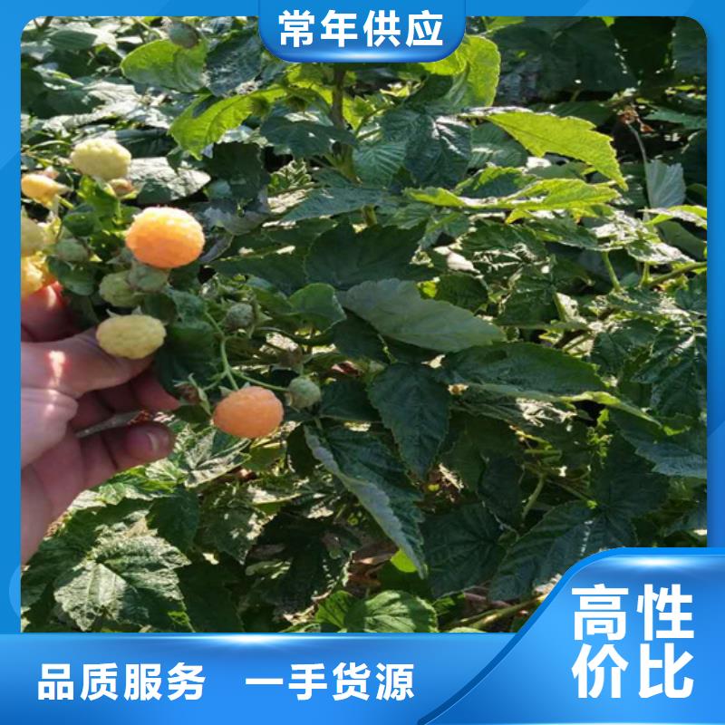 树莓,苹果苗规格齐全真材实料