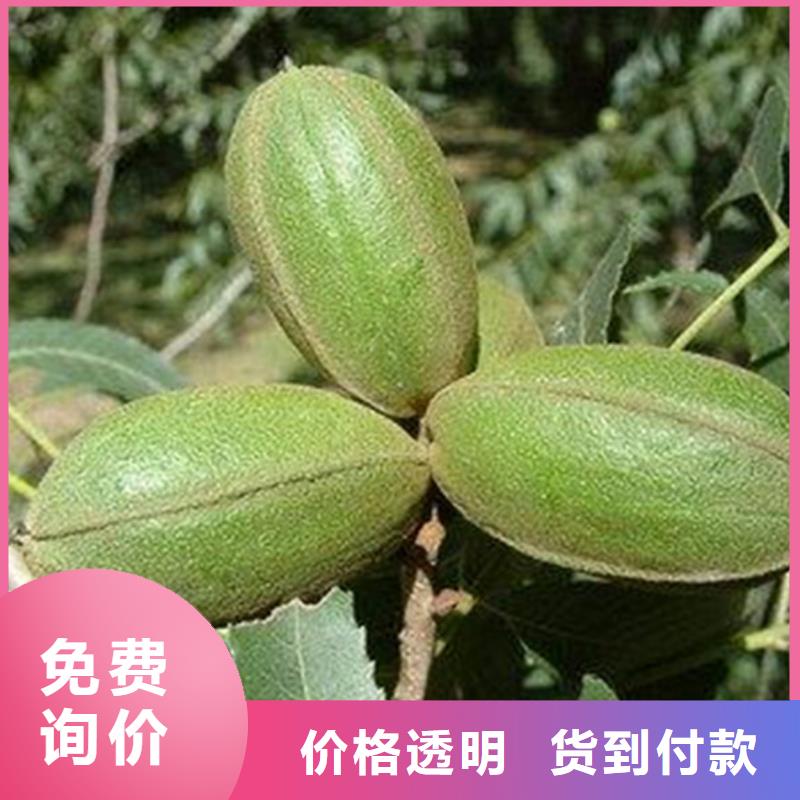 碧根果北美冬青价格实在支持批发零售