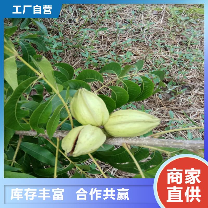 碧根果【北美冬青】工艺成熟当地生产商