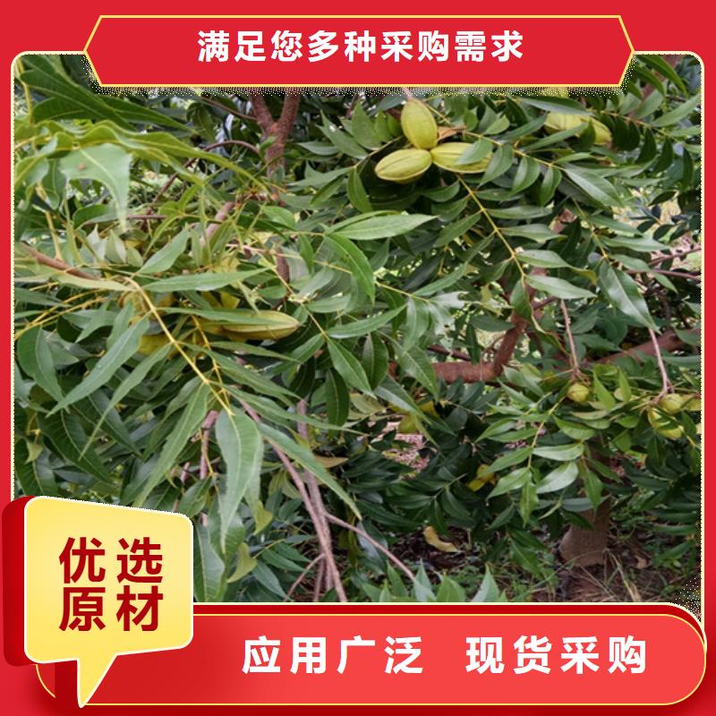 碧根果西瓜苗准时交付全新升级品质保障