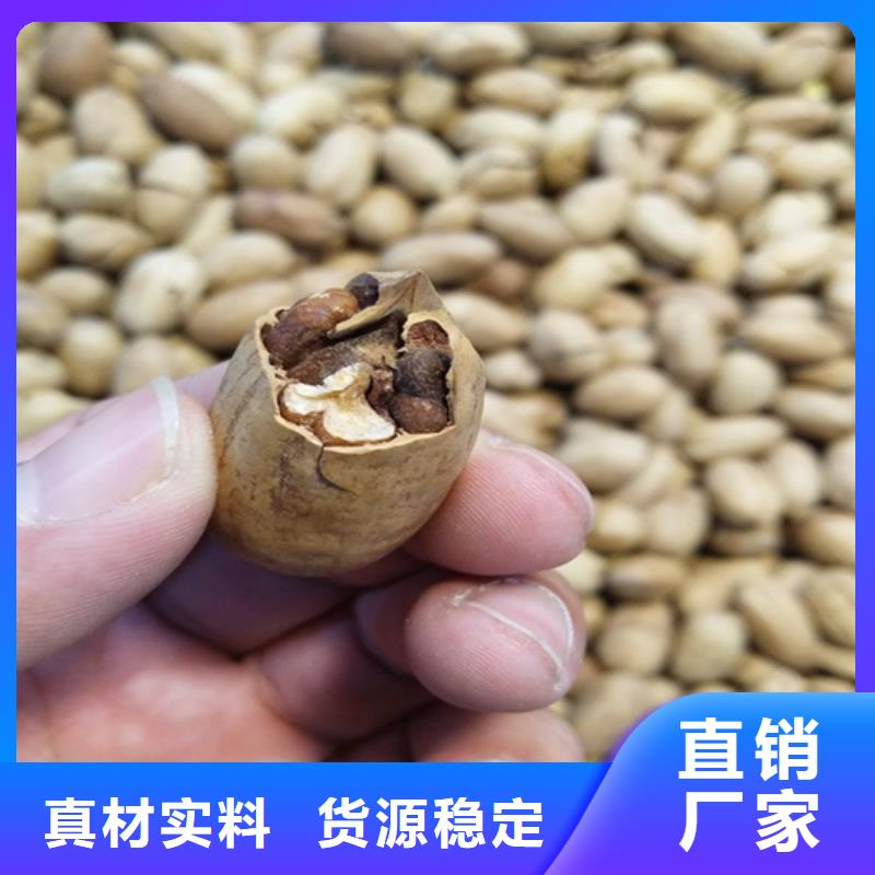 碧根果樱桃苗当日价格本地供应商