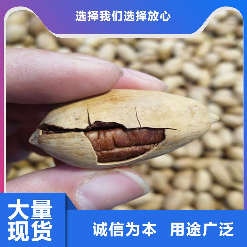 碧根果桃树苗品类齐全厂家直销直供