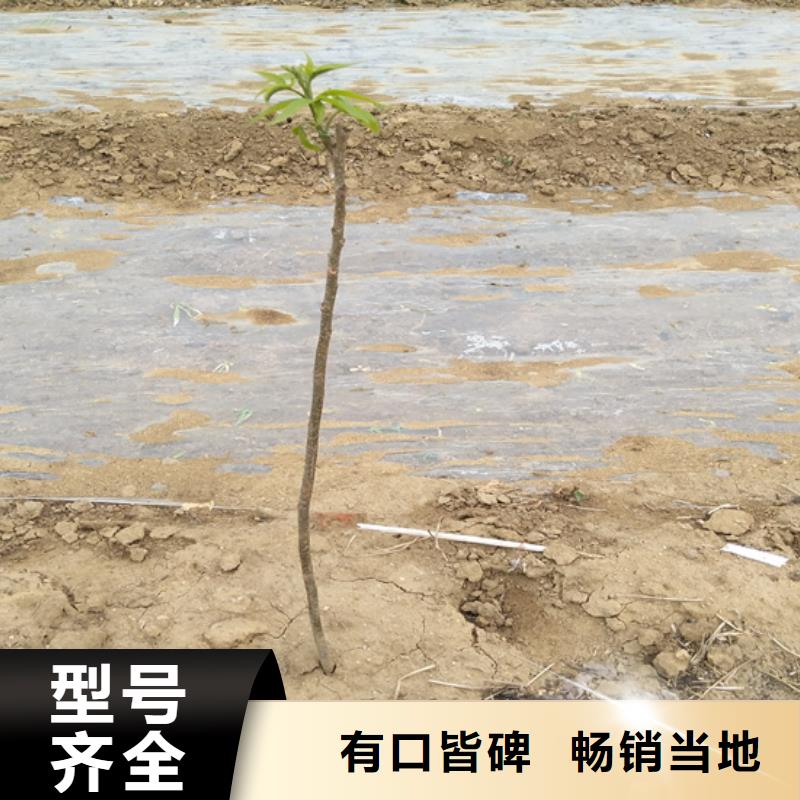 碧根果葡萄苗多年行业积累工厂现货供应