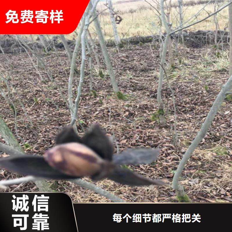 碧根果樱桃苗优质原料细节展示