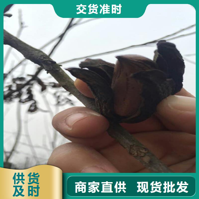碧根果石榴树苗超产品在细节当地品牌