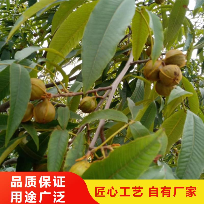 碧根果梨树苗买的放心同城生产厂家