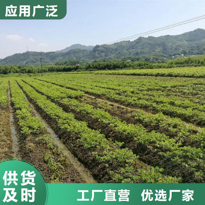 【碧根果】猕猴桃苗源头厂家来图定制同城供应商
