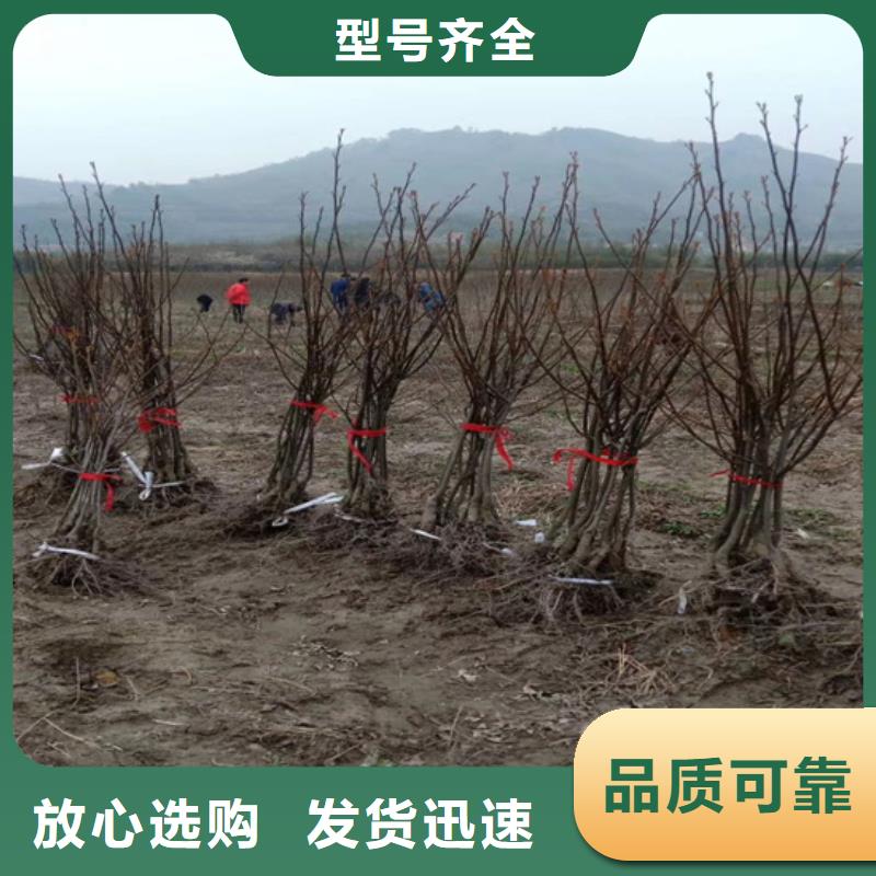 碧根果樱桃苗把实惠留给您常年出售
