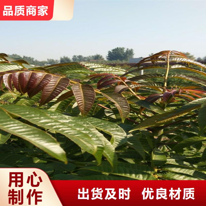 香椿,樱桃苗品牌大厂家当地品牌
