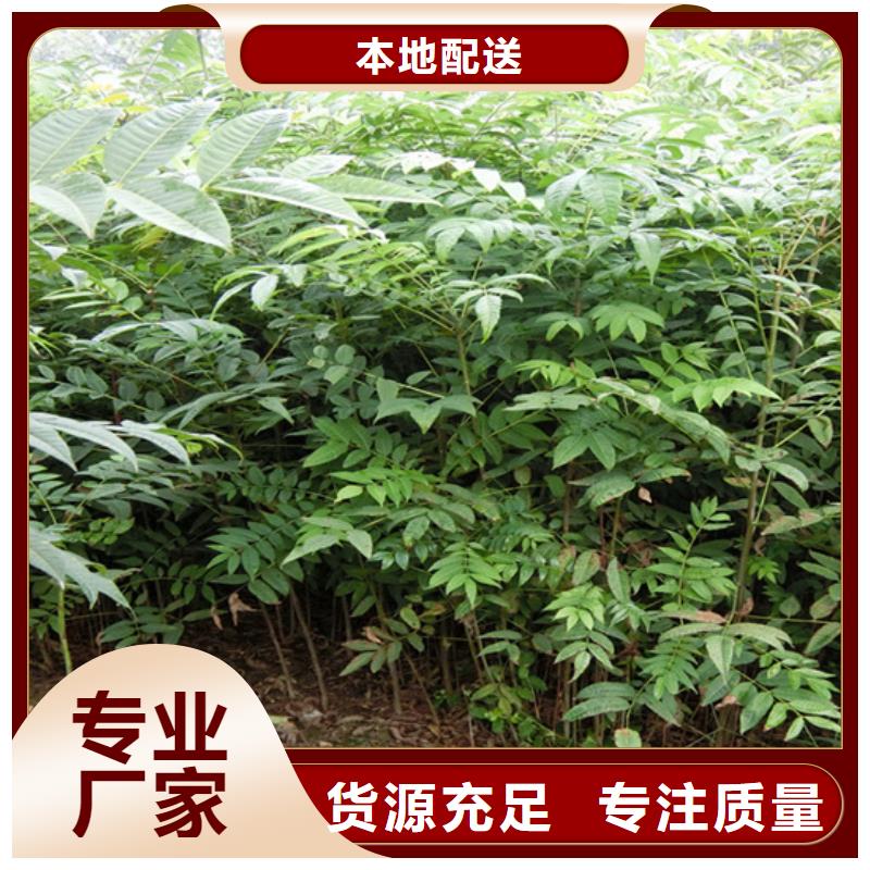 香椿梨树苗真正的源头厂家做工细致