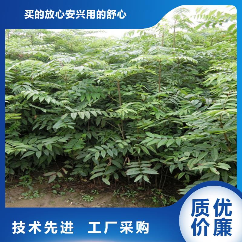 香椿石榴树厂家实力大本地品牌
