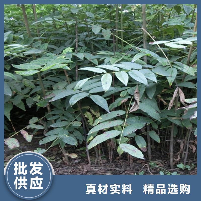 香椿李子苗打造好品质有实力有经验
