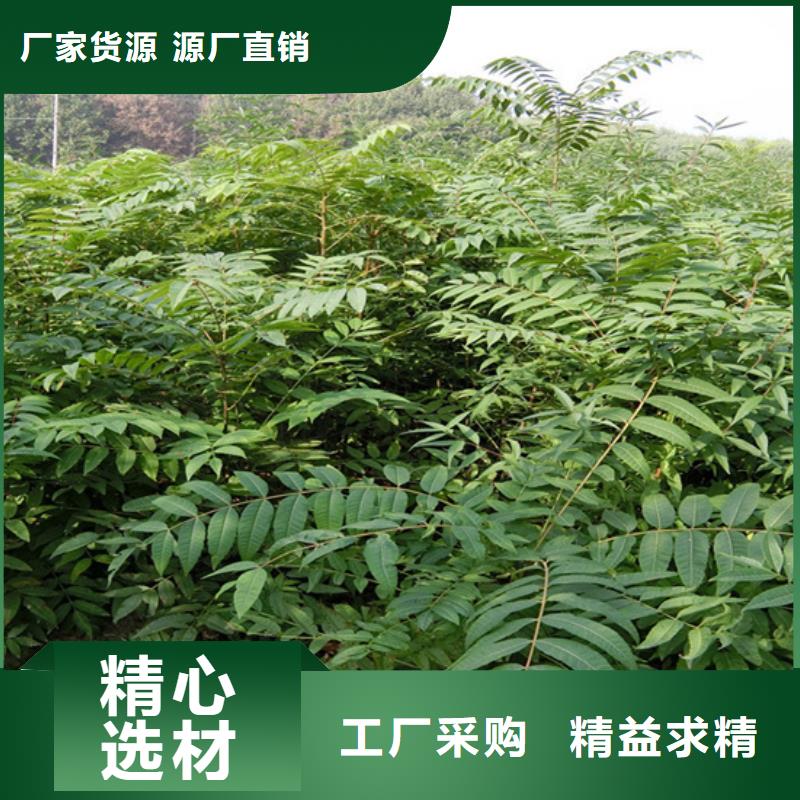 香椿,西瓜苗生产经验丰富多年厂家可靠