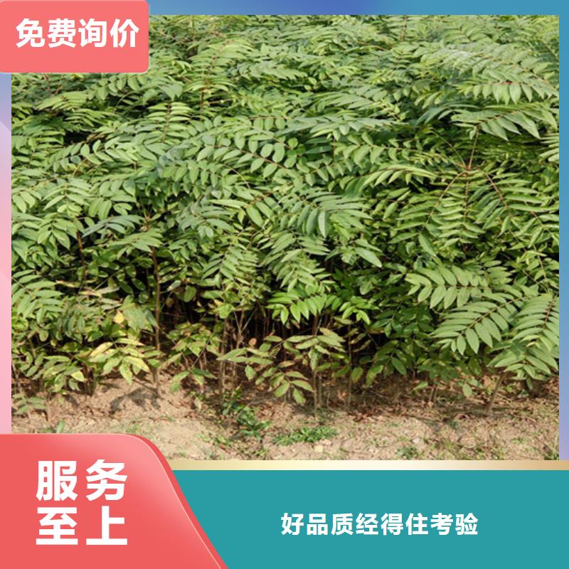 香椿,红石榴苗基地现货满足大量采购本地供应商
