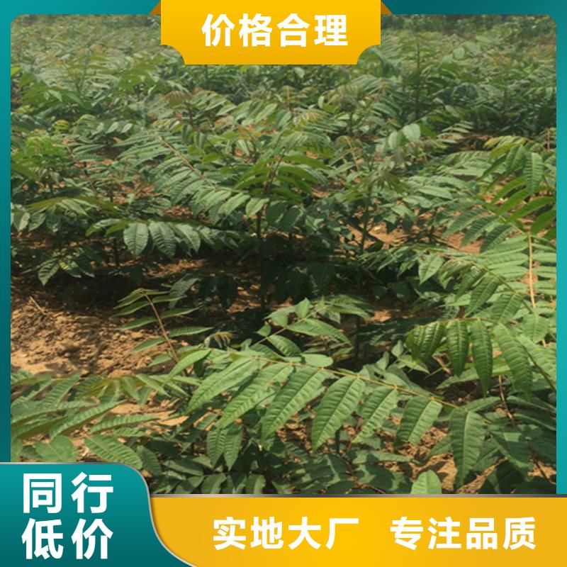 香椿北美冬青用心经营品质服务