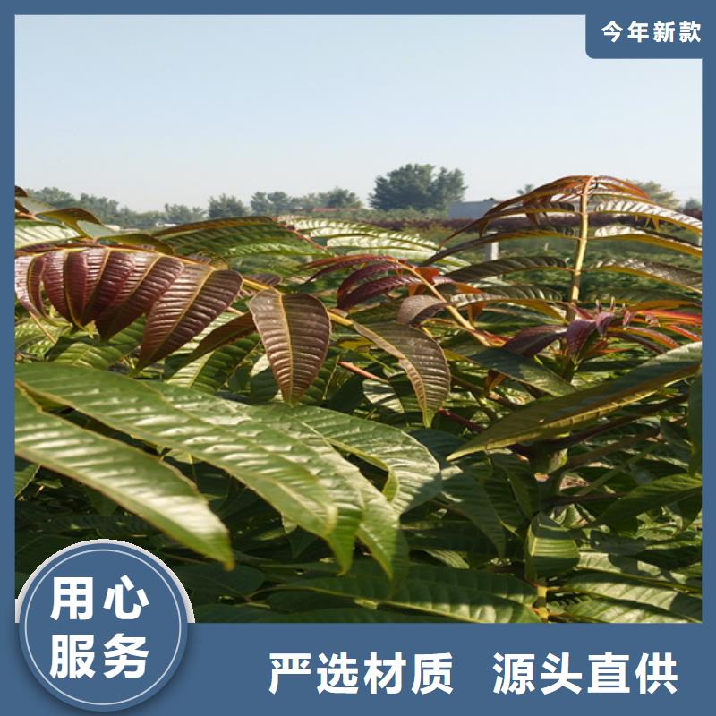 香椿,石榴树一手货源源头厂家技术先进