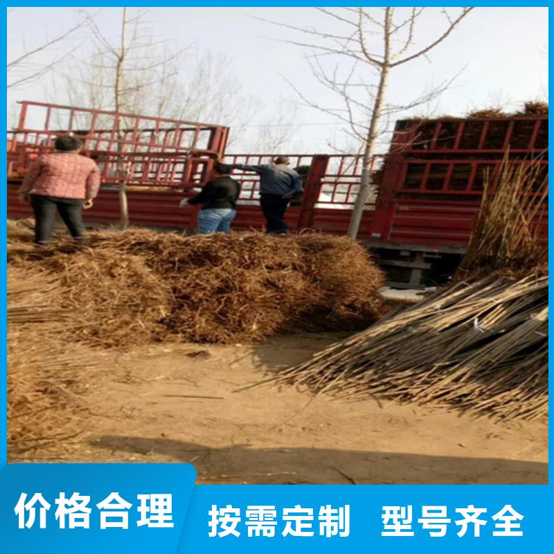 香椿苹果苗加工定制本地生产厂家