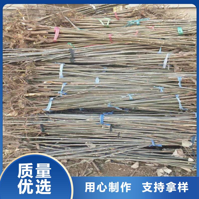 香椿板栗苗一站式采购现货直发